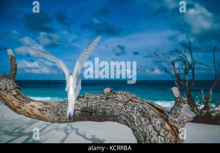 Seychellen, Bird Island, Weiß Seeschwalben Stockfoto