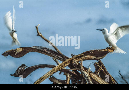 Seychellen, Bird Island, Weiß Seeschwalben Stockfoto