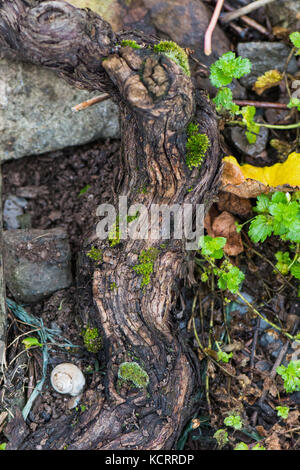 Deutscher Wein Branche: Alte Reben an der Saarburger Rausch, Weingut Zilliken, Saarburg, Mosel, Deutschland Stockfoto