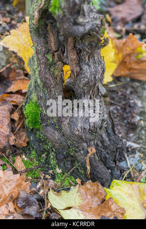 Deutscher Wein Branche: Alte Reben an der Saarburger Rausch, Weingut Zilliken, Saarburg, Mosel, Deutschland Stockfoto