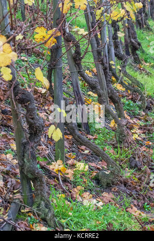 Deutscher Wein Branche: Alte Reben an maximiner Herrenberg, Longuich, Mosel, Deutschland Stockfoto