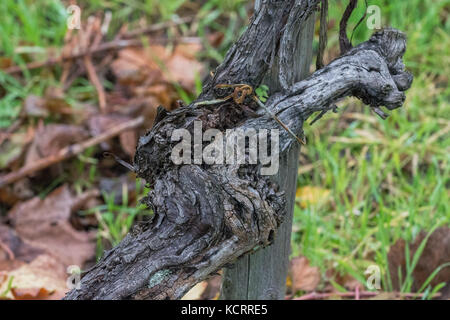 Deutscher Wein Branche: Alte Reben an maximiner Herrenberg, Longuich, Mosel, Deutschland Stockfoto