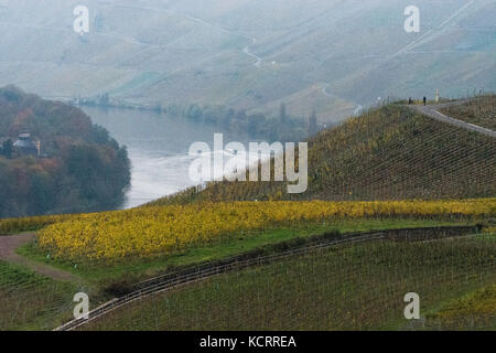 Deutscher Wein Branche: Alte Reben am Bernkasteler Doktor, Bernkastel-Kues, Mosel, Deutschland Stockfoto