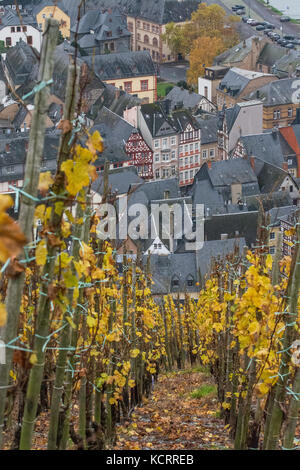 Deutscher Wein Branche: Alte Reben am Bernkasteler Doktor, Bernkastel-Kues, Mosel, Deutschland Stockfoto