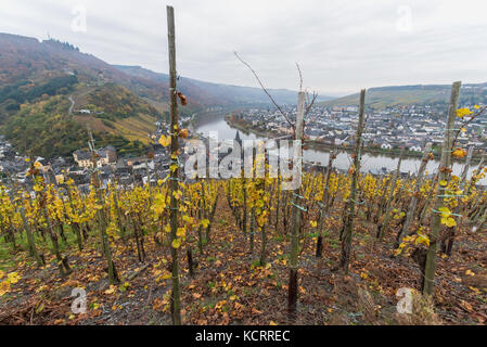 Deutscher Wein Branche: Alte Reben am Bernkasteler Doktor, Bernkastel-Kues, Mosel, Deutschland Stockfoto