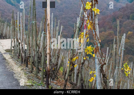 Deutscher Wein Branche: Alte Reben am Bernkasteler Doktor, Bernkastel-Kues, Mosel, Deutschland Stockfoto