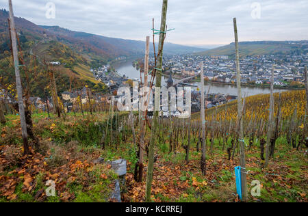 Deutscher Wein Branche: Alte Reben am Bernkasteler Doktor, Bernkastel-Kues, Mosel, Deutschland Stockfoto