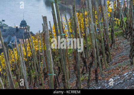 Deutscher Wein Branche: Alte Reben am Bernkasteler Doktor, Bernkastel-Kues, Mosel, Deutschland Stockfoto