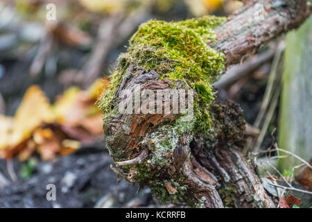 Deutscher Wein Branche: Alte Reben im Kröver Paradies, das Weingut Müllen, Mosel, Deutschland Stockfoto