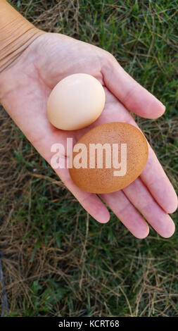 Weibliche hand mit zwei unterschiedlich großen Bio Eier in der Handfläche. Stockfoto