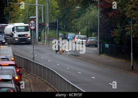 A814 in der Nähe von clydeside Expressway Victoria Park Dog Walker Mann, zwei Hunde, die Überquerung der Straße Straße in der Nähe der Ampel Stockfoto