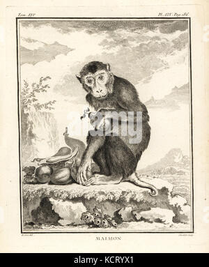 Südliche Schwein-tailed macaque, Macaca nemestrina. Maimon. Kupferstich von Chevillet nach einer Illustration von Jacques de Seve von Georges-Louis Leclerc, Comte de Buffon Histoire Naturelle, Imprimerie Royale, Paris, 1766. Stockfoto