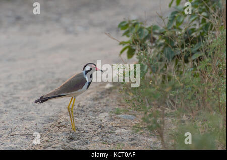 Rot - Gelbstirn-blatthühnchen Kiebitz, Vanellus indicus, charadriidae. Rajaji Nationalpark, Haridwar, Indien, Asien Stockfoto