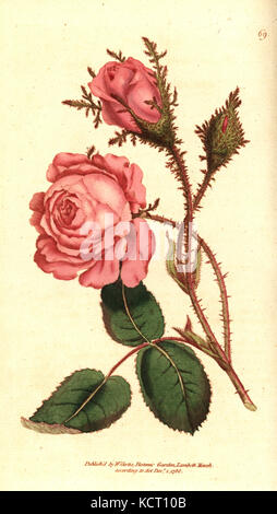 Moss Rose, Rosa centifolia muscosa f. (Rosa Muscosa). Handcolured Kupferstich nach einer botanischen Abbildung von William Curtis' Die Botanical Magazine, Lambeth Marsh, London, 1788. Stockfoto