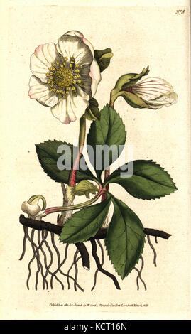 Christrose oder schwarze Nieswurz, Helleborus niger. Handcolured Kupferstich nach einer botanischen Illustration von Sydenham Edwards von William Curtis' Die Botanical Magazine, Lambeth Marsh, London, 1786. Stockfoto