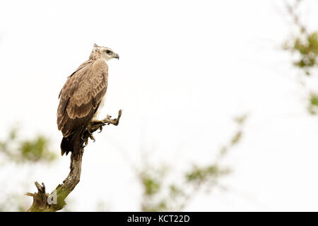 Martial Eagle (polemaetus bellicosus) auf Ast, Krüger Nationalpark, Südafrika Stockfoto