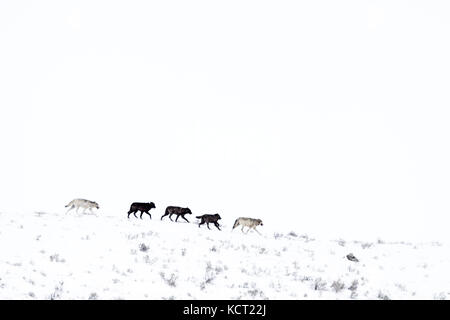 Grauer Wolf (Canis lupus) Pack im Schnee laufen auf mountainridge, Lamar Valley, Yellowstone National Park, Wyoming, Montana, USA. Stockfoto