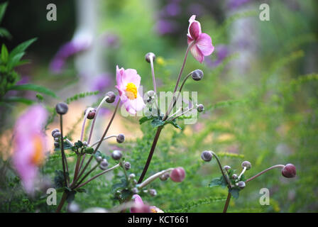 Japanische Anemone im Garten Stockfoto