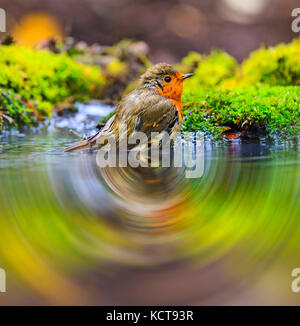 Robin im Herbst Pfütze in den Wäldern, die Tier- und Pflanzenwelt, einzigartige Vögel Stockfoto