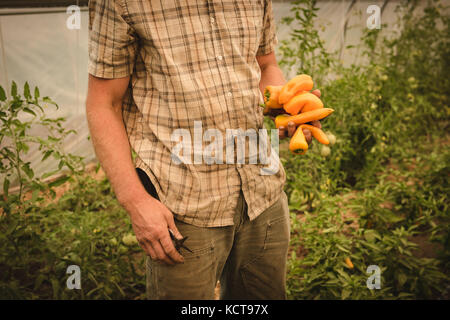 Den mittleren Abschnitt der Erzeuger, gelbe Paprika in Green House Stockfoto