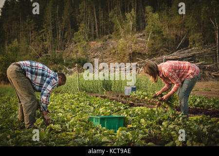 Zwei Bauern ernten Rübe im Feld an einem sonnigen Tag Stockfoto