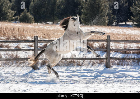 Ein graues reinrassige Zucht auf und Spielen im Schnee vor einem Split-Schiene Zaun und Pinien. Stockfoto
