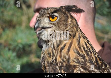 Portrait einer Eurasischen Uhu (Bubo bubo) mit seinen Keeper. Stockfoto