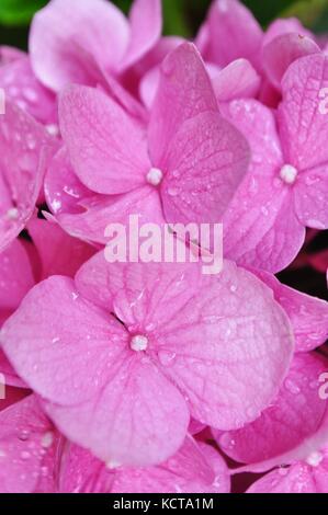 Rosa Hortensie (Hydrangea macrophylla) Blume Nahaufnahme Stockfoto