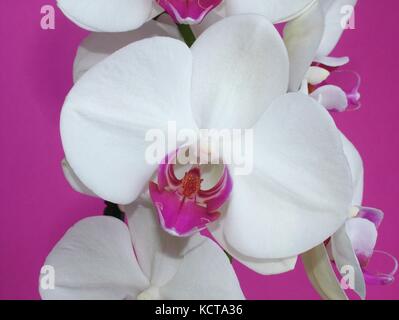 Weiße Orchideen (Phalaenopsis) Blüte Detail auf einem hellen rosa Hintergrund Stockfoto