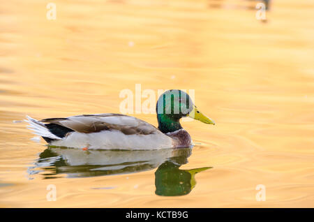 Anas platyrhynchos (anade real oder azulon) Schwimmen im goldenen Wasser. guadianas Fluss, Badajoz. Kopieren Sie Platz Stockfoto