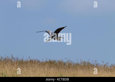 Purpurreiher Nahaufnahme von Po River Lagune, Italien. Zugvogel. Italienische Natur Stockfoto