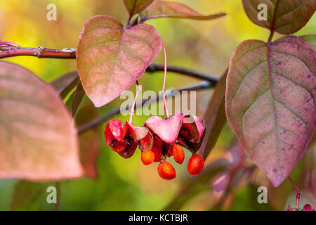 Breitblättrige Spindel Euonymus latifolius, Herbst Beeren Stockfoto