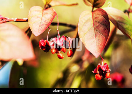 Breitblättrige Spindel Euonymus latifolius, Herbst Beeren Stockfoto