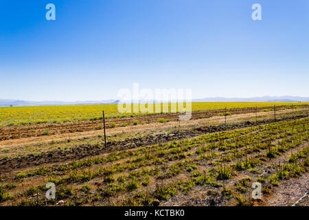 Landschaft aus Südafrika auf dem Weg zur Drachenhöhle Berge. Drakensberg Panorama. Stockfoto