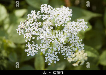 Weiße Blüte der Bischof Unkraut Stockfoto