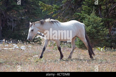 Pale Buckskin Apricot Dun Wildpferd Hengst in der Pryor Mountains Wildpferd Range in Montana USA Stockfoto