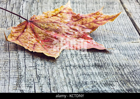 Gefallenen maple leaf mit Regentropfen auf grau Holzbretter Hintergrund Stockfoto