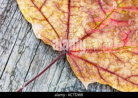 Trocken gelb Ahorn Blatt mit Wassertropfen auf hölzernen Hintergrund. Hoch - Detailansicht. Stockfoto