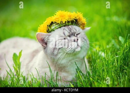 Porträt einer Katze, sitzen in der Wiese, gekrönt mit Löwenzahn Rosenkranz Stockfoto