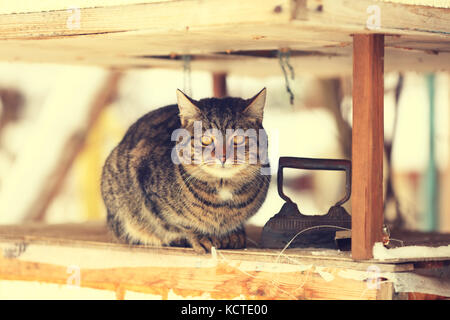 Katze im Sommer im Freien im Hof liegen. Entspannte Katze Stockfoto