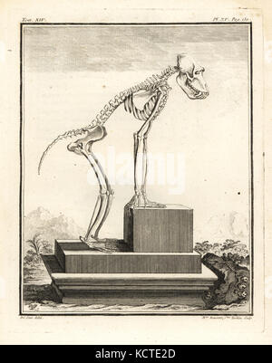 Hamadryas baboon Skelett, Papio hamadryas. Kupferstich von Mme. Rousselet, Ehefrau von Tardieu, nach einer Illustration von Jacques de Seve von Georges-Louis Leclerc, Comte de Buffon Histoire Naturelle, Imprimerie Royale, Paris, 1766. Stockfoto