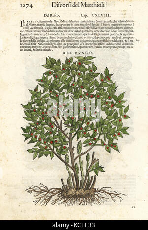 Metzgerei - Besen, Ruscus aculeatus. Papierkörbe Holzschnitt von Wolfgang Meyerpick nach einer Illustration von Giorgio Liberale von Pietro Andrea Mattioli die Discorsi di P.A. Matthioli ne Ich sei libri della Materia Medicinale di Dioscoride Pedacio Anazarbeo (Kommentar auf die Materia Medica von Dioscorides), Vincenzo Valgrisi, Venedig, 1568. Stockfoto