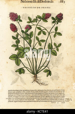 Rotklee Trifolium pratense. Trifolio de Prati. Papierkörbe Holzschnitt von Wolfgang Meyerpick nach einer Illustration von Giorgio Liberale von Pietro Andrea Mattioli die Discorsi di P.A. Matthioli ne Ich sei libri della Materia Medicinale di Dioscoride Pedacio Anazarbeo (Kommentar auf die Materia Medica von Dioscorides), Vincenzo Valgrisi, Venedig, 1568. Stockfoto