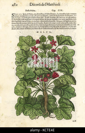 Gemeinsame malve Malva Sylvestris. Papierkörbe Holzschnitt von Wolfgang Meyerpick nach einer Illustration von Giorgio Liberale von Pietro Andrea Mattioli die Discorsi di P.A. Matthioli ne Ich sei libri della Materia Medicinale di Dioscoride Pedacio Anazarbeo (Kommentar auf die Materia Medica von Dioscorides), Vincenzo Valgrisi, Venedig, 1568. Stockfoto