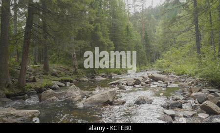 Landschaft mit Wald und einem Fluss davor. Wunderschöne Landschaft. Fluss im Wald Stockfoto