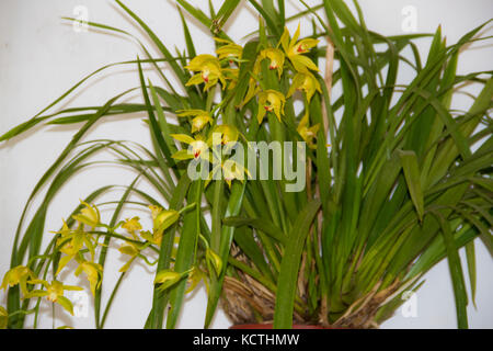 Bunte orchid parasitäre Pflanzen blühten im Frühjahr Stockfoto