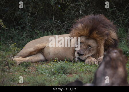 Ein Löwe in einem friedlichen Nap... Stockfoto