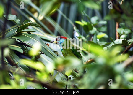 Der blue-throated Barbet (psilopogon asiaticus) sitzen an Guave Baum Stockfoto