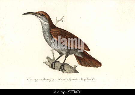 Herrliche riflebird, Lophorina magnifica (weiblich). Papierkörbe Kupferstich von Rene Primevere der Lektion ergänzt de Buffon, Pourrat Freres, Paris, 1838. Stockfoto