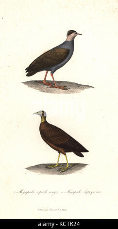 Orange-footed scrubfowl, Megapodius reinwardt, und Mikronesischen scrubfowl, Megapodius laperouse (gefährdete). Handkoloriert Kupferstich von Rene Primevere der Lektion ergänzt de Buffon, Pourrat Freres, Paris, 1838. Stockfoto